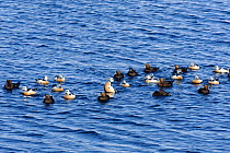 Stellers Eider (Polysticta stelleri) a small group on sea surface with displaying males, Batsfiord. North Norway, March.