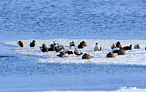 Stellers Eider (Polysticta stelleri) a small group resting on an ice flow, Batsfiord. North Norway, March.