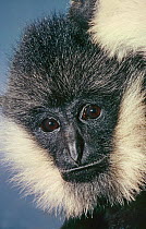 Male Northern White-cheeked Crested Gibbon (Nomascus leucogenys) Part of female visible top right, Northern Vietnam. Critically Endangered. Captive