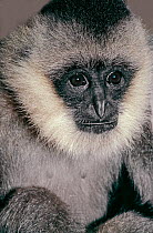 Young female Northern White-cheeked Crested Gibbon (Nomascus leucogenys) Northern Vietnam. Critically Endangered. Captive