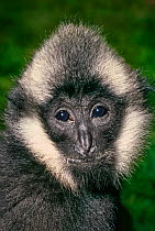 Young male Northern White-cheeked Crested Gibbon (Nomascus leucogenys) Northern Vietnam. Critically Endangered, Captive