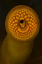Sea Lamprey (Petromyzon marinus) close up of oral disc, from Cayuga Lake, New York, taken in an aquarium