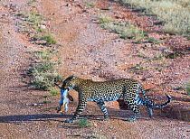 Leopard (Panthera pardus) carrying bush hare prey, Samburu National Reserve, Kenya