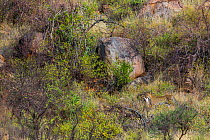 Leopard (Panthera pardus) carrying bush hare prey through savanna, Samburu National Reserve, Kenya