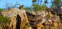 Leopard (Panthera pardus) mother and cub playing on rocks, Samburu National Reserve, Kenya