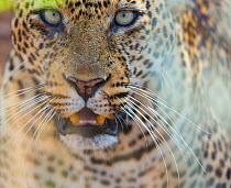 Leopard (Panthera pardus) portrait, Samburu National Reserve, Kenya