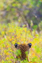 Leopard (Panthera pardus) back of head, Samburu National Reserve, Kenya