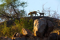 Leopard (Panthera pardus) cub following mother, Samburu National Reserve, Kenya