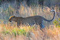 Leopard (Panthera pardus) profile, Samburu National Reserve, Kenya