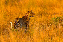 Leopard (Panthera pardus) in sunlit grass, Samburu National Reserve, Kenya