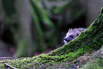 Hedgehog (Erinaceus europaeus) in woodland, Devon, England, UK, April. Captive.