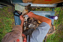 Endangered Wildlife Trust vet removing a radio collar from a tranquilized African wild dog (Lycaon pictus) on the tailgate of a research vehicle, Venetia Limpopo Nature Reserve, Limpopo Province, Sout...