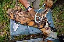 Vet working for the Endangered Wildlife Trust placing a pheromone imbued calming collar around the neck of  a tranquilized African wild dog (Lycaon pictus), these collars are designed to soothe dogs i...