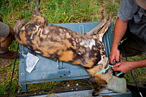Vet working for the Endangered Wildlife Trust fastening a pheromone imbued calming collar around the neck of  a tranquilized African wild dog (Lycaon pictus), these collars are designed to soothe dogs...