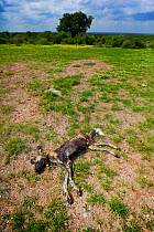 Dead African wild dog (Lycaon pictus), Venetia Limpopo Nature Reserve, Limpopo Province, South Africa, February 2010