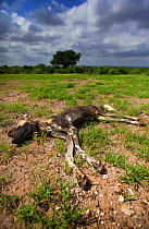Dead African wild dog (Lycaon pictus), Venetia Limpopo Nature Reserve, Limpopo Province, South Africa, February 2010