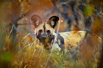Portrait of an African wild dog (Lycaon pictus)  wearing a radio collar in dense mopane bushveld, Venetia Limpopo Nature Reserve, Limpopo Province, South Africa, February 2010.