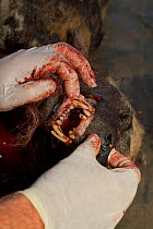 Vet working for the Endangered Wildlife Trust checking the teeth of a dead African wild dog (Lycaon pictus) whilst carrying out a necropsy,  Venetia Limpopo Nature Reserve, Limpopo Province, South Afr...