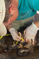 Vet working for the Endangered Wildlife Trust measuring the distance between puncture wounds in the throat of an African wild dog (Lycaon pictus) to determine the cause of death whilst undertaking a n...
