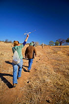 A researcher working for the Endangered Wildlife Trust using radio telemetry equipment to track African wild dogs (Lycaon pictus)  whilst walking with tourists, Venetia Limpopo Nature Reserve, Limpopo...