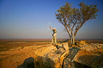 A researcher working for the Endangered Wildlife Trust standing on top of a kopje in order to get a better signal whilst using radio telemetry equipment to track African wild dogs (Lycaon pictus), Ven...