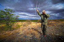 A researcher working for the Endangered Wildlife Trust using radio telemetry equipment to track African wild dogs (Lycaon pictus), Venetia Limpopo Nature Reserve, Limpopo Province, South Africa, July...
