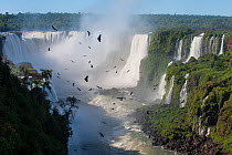 Aggregation / flocks of Black Vultures (Coragyps atratus) circling on morning thermals forming over Iguasu Falls, on the Iguasu River, Brazil / Argentina border. Photographed from the Brazilian side o...