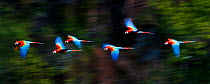 Group of Red-and-Green Macaws or Green-winged Macaws (Ara chloropterus)  in flight over forest canopy. Chapada dos Guimaraes, Brazil.