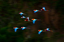 RF- Group of Red-and-Green Macaws or Green-winged Macaws (Ara chloropterus) in flight over forest canopy. Chapada dos Guimaraes, Brazil. (This image may be licensed either as rights managed or royalty...
