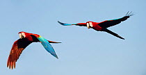 Pair of Red-and-Green Macaws or Green-winged Macaws (Ara chloropterus) in flight. Chapada dos Guimaraes, Brazil.