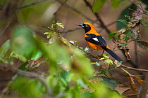 Orange-backed Troupial (Icterus croconotus)  in bank-side vegetation on the edge of the Piquiri River, Pantanal, Brazil.