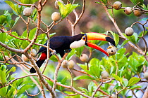 Toco Toucan (Ramphastos toco) feeding on fruit in forest canopy. Banks of the Cuiaba River, northern Pantanal, Mato Grosso, Brazil.
