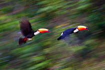Toco Toucans (Ramphastos toco) taking flight from the forest canopy. Banks of the Cuiaba River, northern Pantanal, Mato Grosso, Brazil.