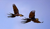 Hyacinth Macaws (Anodorhynchus hyacinthinus) in flight. Taiama Ecological Reserve, Paraguay River, Pantanal, Brazil.