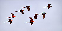 Group of Red-and-Green Macaws  (Ara chloropterus) in flight over forest canopy. Taiama Ecological Reserve, Paraguay River, Pantanal, Brazil.