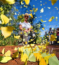 Tourist watching masses of butterflies drinking from temporary pools. Various species including Large Orange Sulphur (Phoebis agarithe), Cloudless Sulphur (Phoebis sennae), White-angled Sulphur (Anteo...