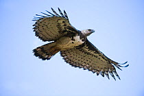 Female Harpy Eagle (Harpia harpyja) in flight. Returning to its nest. Pousada Currupira d'Araras, south west Brazil.