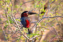 Chestnut-eared Aracari (Pteroglossus castanotis) feeding in forest canopy. Banks of the Cuiaba River, northern Pantanal, Mato Grosso, Brazil.