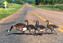 Female Canada geese (Branta canadensis) with four chicks crossing a road, Colorado, USA, June.
