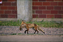 Red fox (Vulpes vulpes) with prairie dog prey, Denver, Colorado, June.