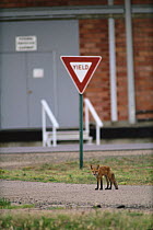 Red fox (Vulpes vulpes) standing in front of a road sign, Denver, Colorado, June.