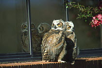 Two juvenile Great horned owls (Bubo virginianus) perched on a window sill, Denver, Colorado, USA, April.