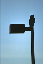 Great horned owl (Bubo virginianus) perched on top of a lamp post, Colorado, USA, January.