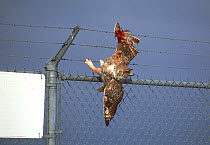 Dead Great horned owl (Bubo virginianus) caught on a barbed wire fence, Colorado, USA, September.