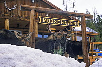 Three Moose (Alces alces) eating grass in front of a sign for Moosehaven, Wyoming, USA, January.