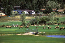 Herd of Elk (Cervus canadensis) grazing on a town golf course, Colorado, USA, August.