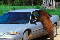 Juvenile American black bear (Ursus americanus), brown phase, looking for food in a car, Denver, Colorado, USA, July.