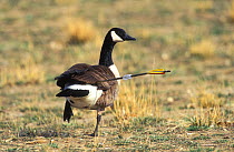 Canada goose (Branta canadensis), with arrow protruding from its rear, Colorado, March.