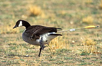 Canada goose (Branta canadensis), with arrow protruding from its rear, Colorado, March.