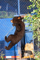 Black bear (Ursus americanus) cub climbing a fence, Minnesota, USA, May.